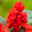 Ziersalbei rot, Topf-Ø 12 cm, 6er-Set Ziersalbei rot, Topf-Ø 12 cm, 6er-Set