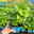Bio Hummi® Erdbeere 'Neue Mieze', Topf 11x11cm, 3 Pflanzen