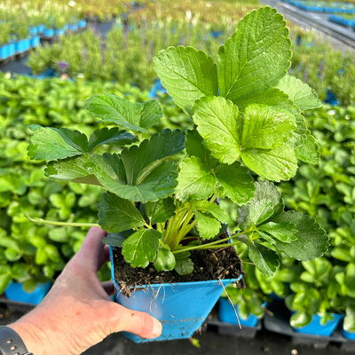 Bio Hummi® Erdbeere 'Neue Mieze', Topf 11x11cm, 3 Pflanzen