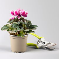 Alpenveilchen, 'Fantasia' lila-weiß, Topf-Ø 10,5 cm, 8 Pflanzen