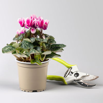 Alpenveilchen, 'Fantasia' lila-weiß, Topf-Ø 10,5 cm, 8 Pflanzen