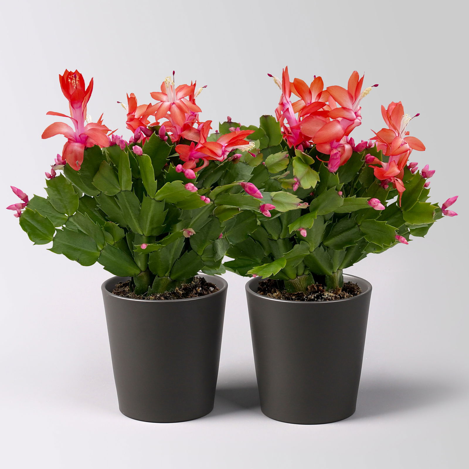 Weihnachtskaktus, rot, mit Übertopf Dallas anthrazit, Topf-Ø 12 cm, 2 Pflanzen Weihnachtskaktus, rot, mit Übertopf Dallas anthrazit, Topf-Ø 12 cm, 2 Pflanzen