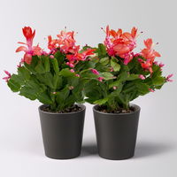 Weihnachtskaktus, rot, mit Übertopf Dallas anthrazit, Topf-Ø 12 cm, 2 Pflanzen Weihnachtskaktus, rot, mit Übertopf Dallas anthrazit, Topf-Ø 12 cm, 2 Pflanzen