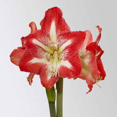 Amaryllis in Wachs XL, Dekor 'Basic Red Burgundy', Blüte rot-weiß Amaryllis in Wachs XL, Dekor 'Basic Red Burgundy', Blüte rot-weiß