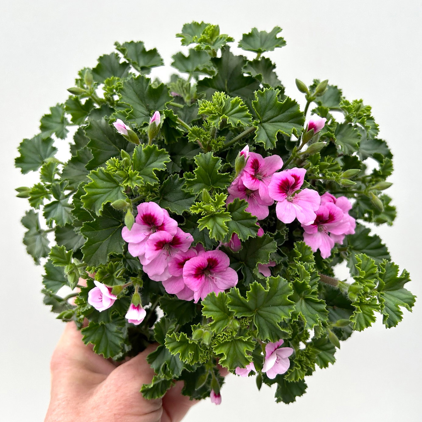 Duftgeranie 'Angel Aroma®Daisy®',  rosa-pink, Topf-Ø 12 cm, 6 Pflanzen