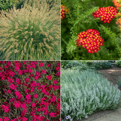 Stauden-Set, 12 Pflanzen für 2 m², weiß-rot