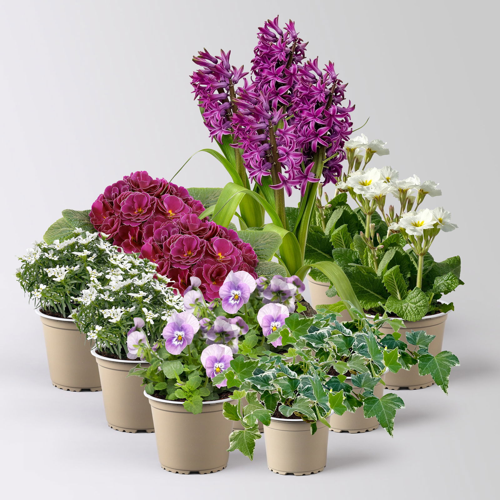 Pflanzenkreation Frühlingsblüten, 12 Pflanzen