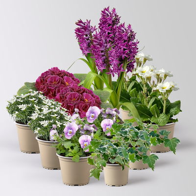 Pflanzenkreation Frühlingsblüten, 12 Pflanzen