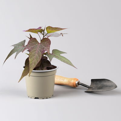 Süßkartoffel, bronzelaubig, Zierform, Topf-Ø 12 cm, 6er-Set Süßkartoffel, bronzelaubig, Zierform, Topf-Ø 12 cm, 6er-Set