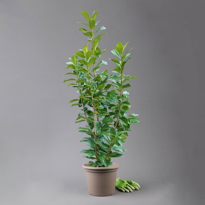 Kölle Kirschlorbeer 'Novita', 25er-Set, Höhe 80-125 cm, Topf 10 Liter