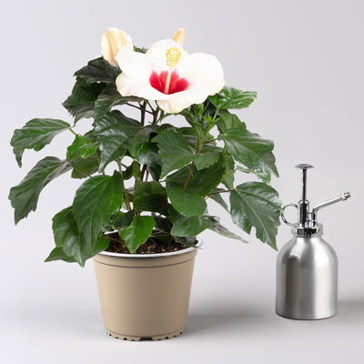 Hibiskus, weiß, Topf-Ø 13 cm, Höhe ca. 35 cm, 2 Pflanzen