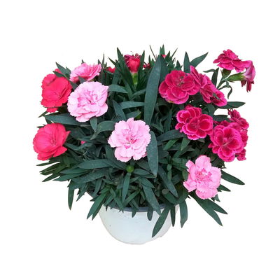 Dianthus 'Trio', rot-rosa-weiß, Topf -Ø 13 cm, 6 Pflanzen