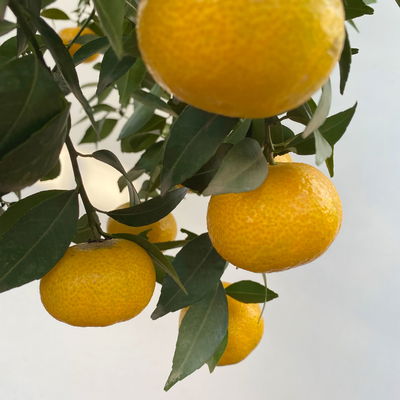 Mandarinenbaum, Stamm, Topf-Ø ca. 33 cm, Höhe ca. 150 cm