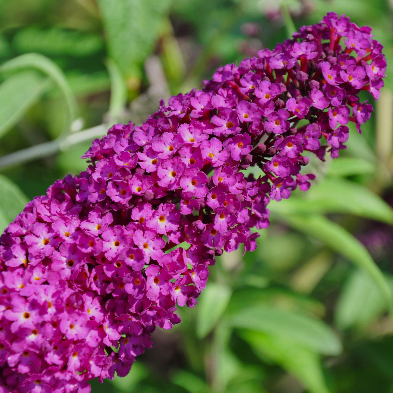 Sommerflieder, Buddleja davidii 'Royal Red', purpurrot, Topf 5 lt.