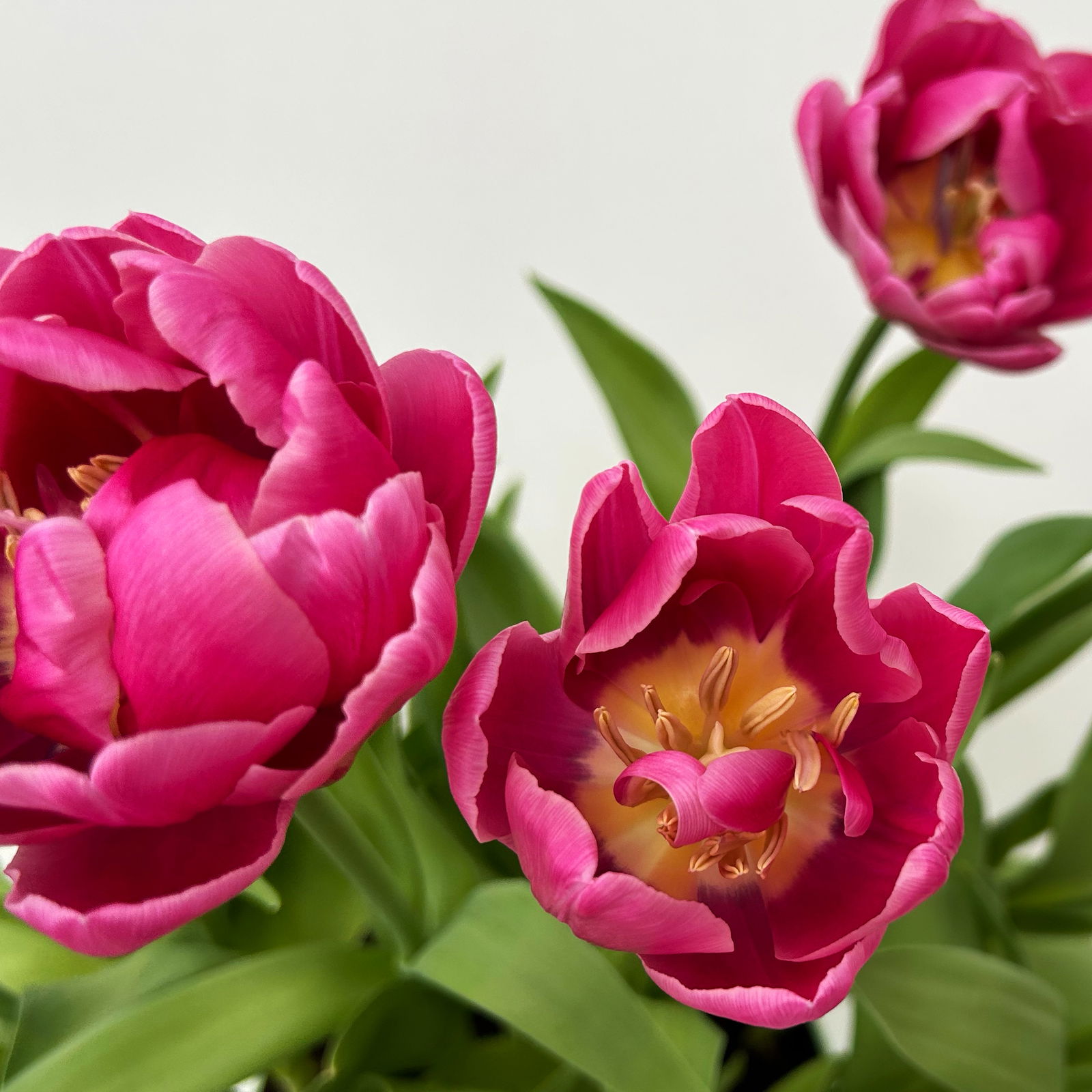 Tulpe 'Double You' pink, vorgetrieben, Topf-Ø 23 cm