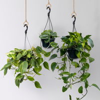 Grünpflanzen-Set Buntes-Trio, Hängeampel-Ø 15 cm, 3 Pflanzen