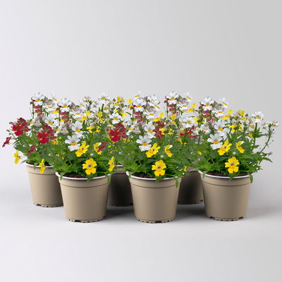 Nemesie 'Trio', 3-farbig, Topf-Ø 13 cm, 6 Pflanzen