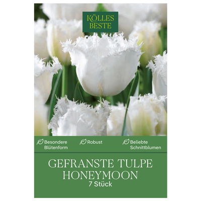 Gefranste Tulpen Honeymoon weiß, 7 Blumenzwiebeln