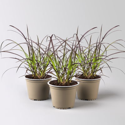 Rotes Lampenputzergras 'Rubrum', Topf-Ø 12 cm, 3 Pflanzen