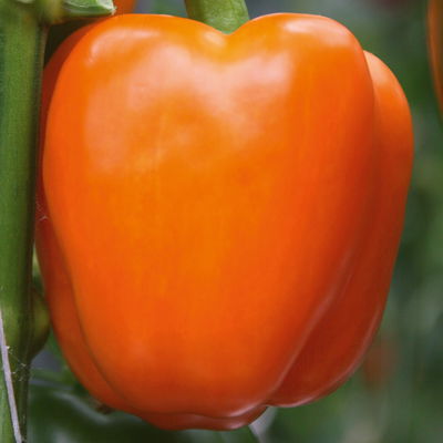 Block-Paprikapflanze 'Beluga® Orange, Topf-Ø 10,5 cm, 6er-Set