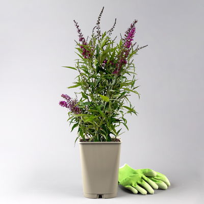 Schmetterlingsflieder 'Butterfly Tower'(S), magenta, Höhe ca. 30cm, 5 Liter Topf Schmetterlingsflieder 'Butterfly Tower'(S), magenta, Höhe ca. 30cm, 5 Liter Topf