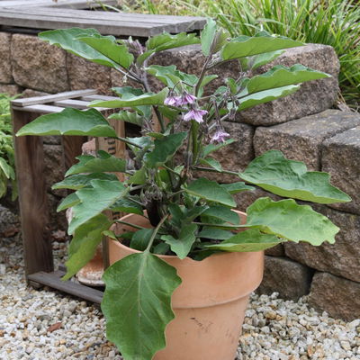 Blu Bio Aubergine 'Aubergine Super Mini F1',  Topf-Ø 12 cm, 6er-Set