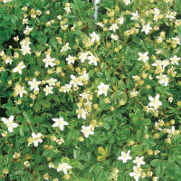Potentilla tridentata 'Nuuk', 12er-Set, Topf-Ø 9 cm Potentilla tridentata 'Nuuk', 12er-Set, Topf-Ø 9 cm