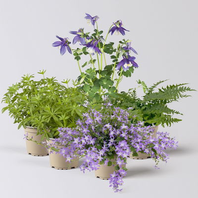 Pflanzenkreation Gartenmagie, klein, 5 Pflanzen Pflanzenkreation Gartenmagie, klein, 5 Pflanzen