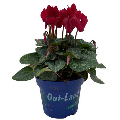 Alpenveilchen 'Outland', dunkelrot, Topf-Ø 10,5 cm, 6 Pflanzen