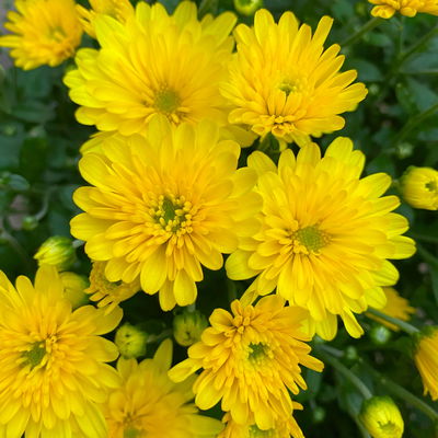 Chrysanthemen, gelb, Topf-Ø 19 cm, 3 Pflanzen Chrysanthemen, gelb, Topf-Ø 19 cm, 3 Pflanzen