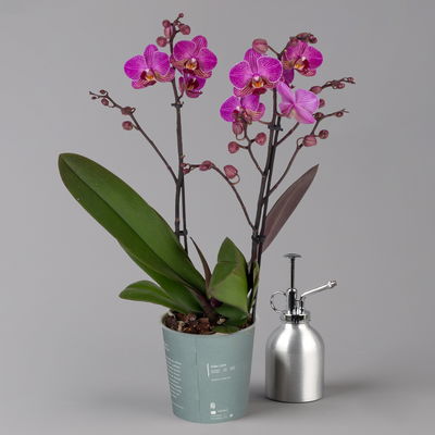Phalaenopsis lila, 2 Rispen, Topf-Ø 12 cm, Höhe ca. 50 cm