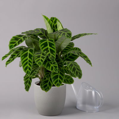 Korbmarante, Goeppertia zebrina syn. Calathea, Topf-Ø 19 cm, Höhe ca. 65 cm