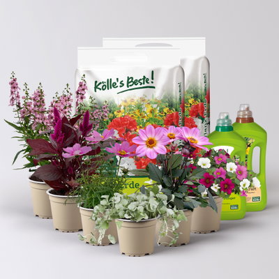 Pflanzenkreation Sommerromantik, groß, 6 Pflanzen inkl. Erde und Dünger
