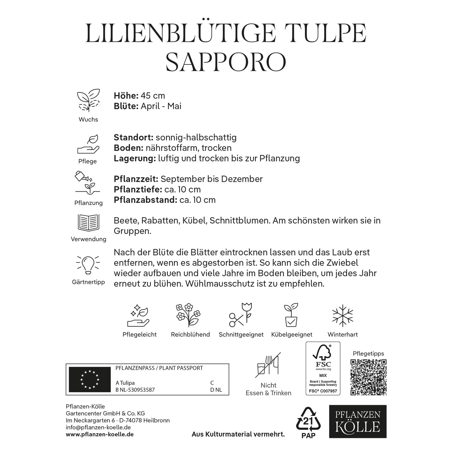 Lilienblütige Tulpen 'Sapporo', Weiß, 7 Blumenzwiebeln, Größe 11/12