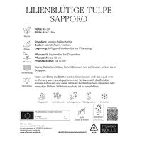 Lilienblütige Tulpen 'Sapporo', Weiß, 7 Blumenzwiebeln, Größe 11/12