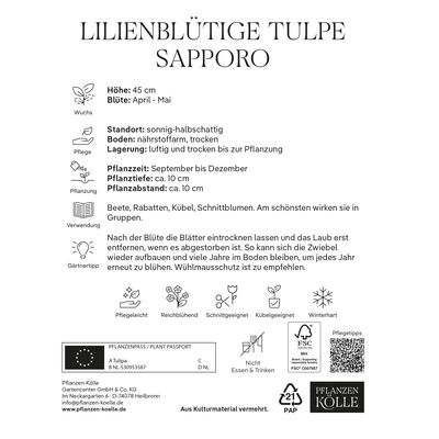 Lilienblütige Tulpen 'Sapporo', Weiß, 7 Blumenzwiebeln, Größe 11/12