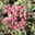 Fetthenne 'Tricolor' rosa, Topf-Ø 9 cm, 3er-Set