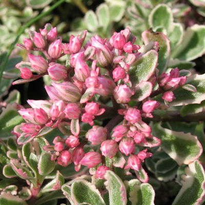 Fetthenne 'Tricolor' rosa, Topf 9x9 cm, 3 Pflanzen Fetthenne 'Tricolor' rosa, Topf 9x9 cm, 3 Pflanzen