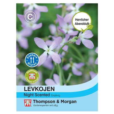 Levkoje Night Scented, idealer Beet- und Rabattenfüller, herrlich duftend, lila Levkoje Night Scented, idealer Beet- und Rabattenfüller, herrlich duftend, lila