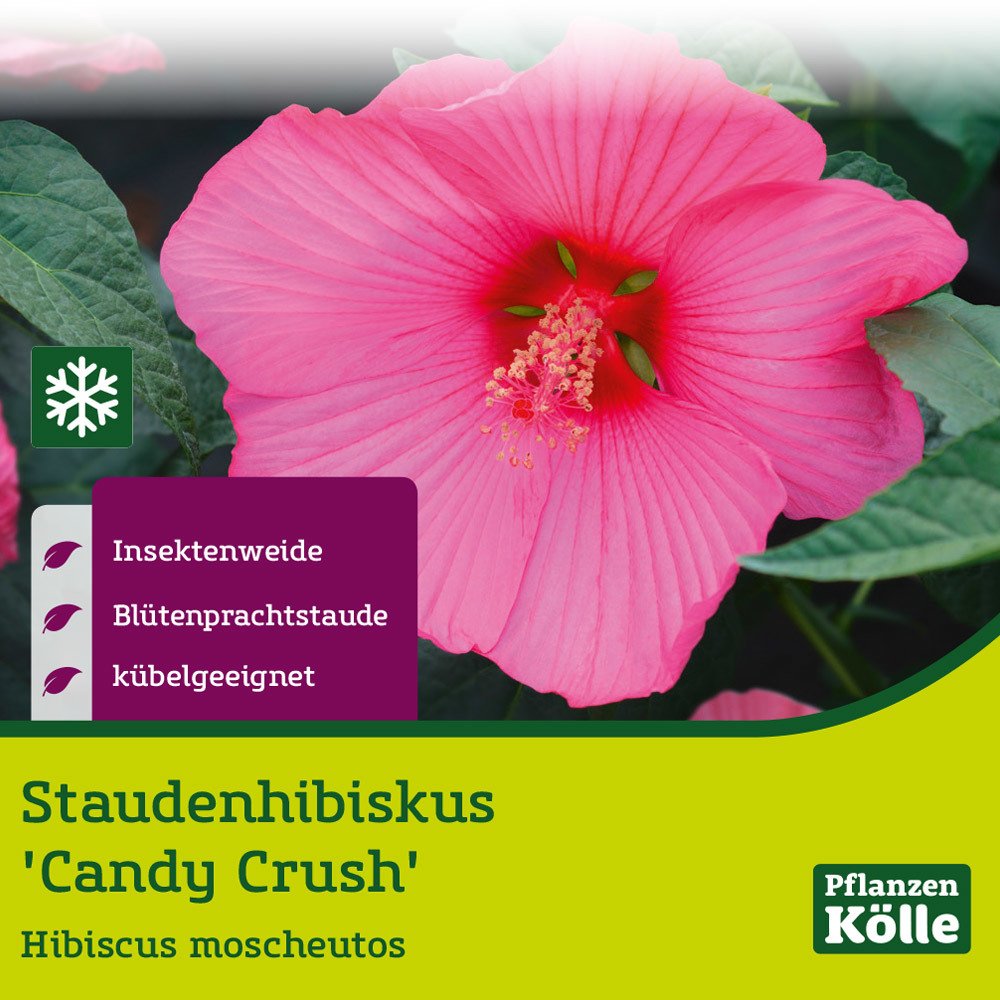 Staudenhibiskus 'Candy Crush' dunkelrosa, Topf 5 Liter