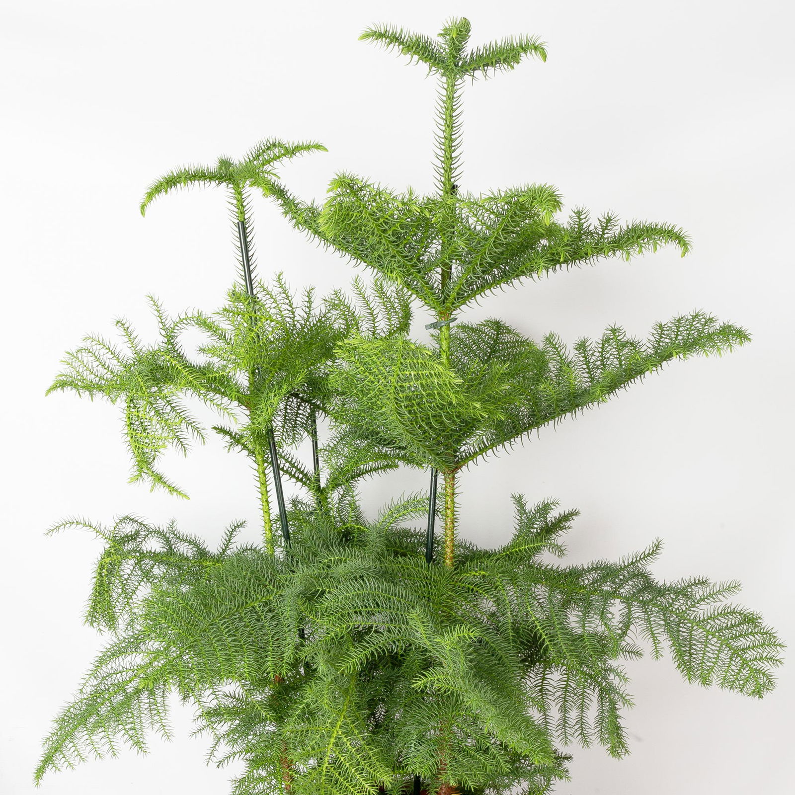 Zimmertanne, 3er Tuff, Topf-Ø 27 cm, Höhe ca. 100 cm