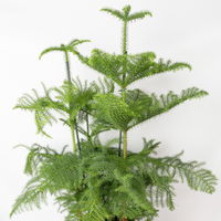 Zimmertanne, 3er Tuff, Topf-Ø 27 cm, Höhe ca. 100 cm