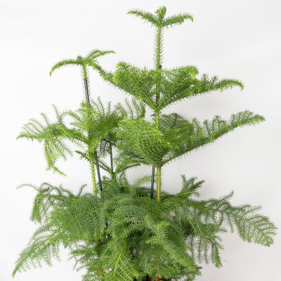 Zimmertanne, 3er Tuff, Topf-Ø 27 cm, Höhe ca. 100 cm