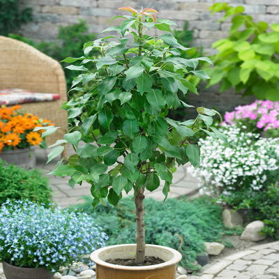 Kölle Bio Zwergbirne 'Garden Surprise'®, Topf 7,5 Liter Kölle Bio Zwergbirne 'Garden Surprise'®, Topf 7,5 Liter