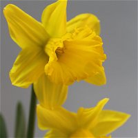 Narzisse 'Carlton' gelb, vorgetrieben, Topf-Ø 12 cm, 3er-Set
