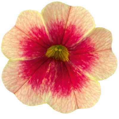 Zauberglöckchen 'Mango Lassi', apricot-rot, Topf-Ø 13 cm, 6 Pflanzen