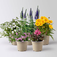 Pflanzenkreation Blütengeflüster, 5 Pflanzen Pflanzenkreation Blütengeflüster, 5 Pflanzen