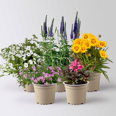 Pflanzenkreation Blütengeflüster, 5 Pflanzen Pflanzenkreation Blütengeflüster, 5 Pflanzen