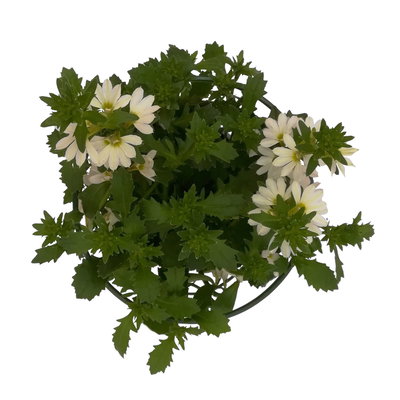 Fächerblume, weiß, Topf-Ø ca. 12 cm, 6 Pflanzen