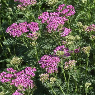 Bio Schafgarbe, violett, Topf 11x11 cm, 3 Pflanzen Bio Schafgarbe, violett, Topf 11x11 cm, 3 Pflanzen